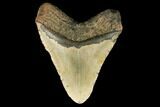 Fossil Megalodon Tooth - + Foot Prehistoric Shark #147398-2